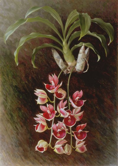 Catasetum pileatum "Pierre Courlet de Raymond Booth