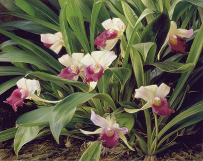 Cochleanthus híbrido de Raymond Booth