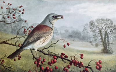 Fieldfare de Raymond Booth