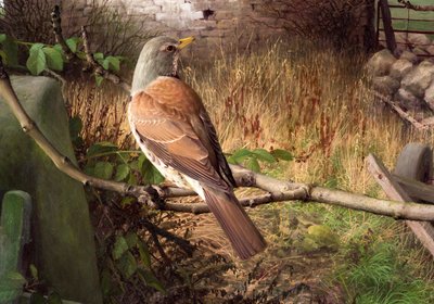 Fieldfares en Eccup, West Yorkshire de Raymond Booth