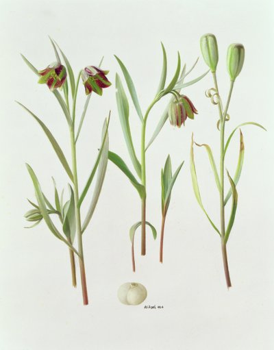 Fritillaria kurdica de Raymond Booth