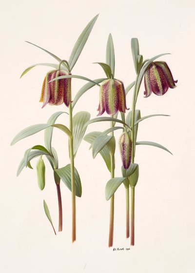 Fritillaria kotschyana de Raymond Booth