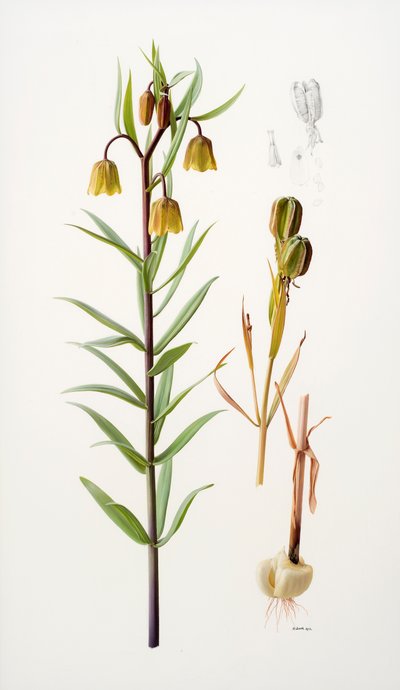Fritillaria roylei de Raymond Booth