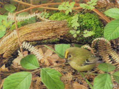 Gold Crest, 2000 (óleo sobre tabla) de Raymond Booth