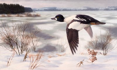 Goldeneye en un paisaje invernal de Raymond Booth
