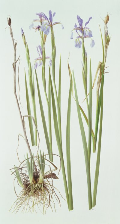 Iris Spuria de Raymond Booth