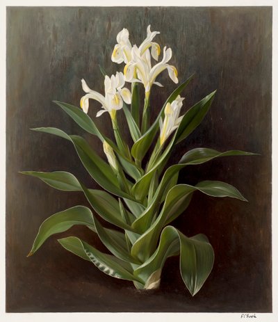 Iris willmottiana alba (óleo sobre papel) de Raymond Booth