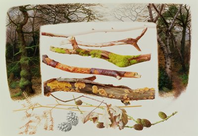 Elementos del bosque de invierno, 2000 (óleo sobre papel) de Raymond Booth