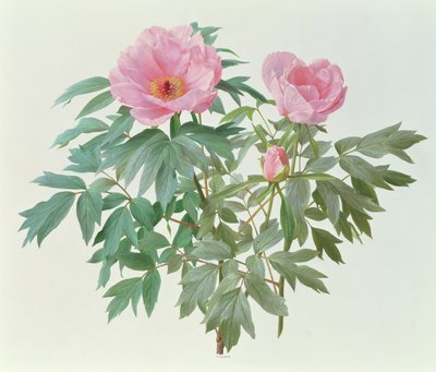 Paeonia arbórea japonesa de Raymond Booth