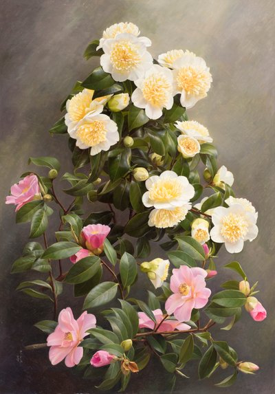 Ninfa amarilla del jurado y del bosque de Raymond Booth