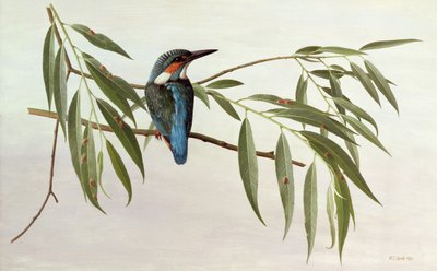 Kingfisher de Raymond Booth