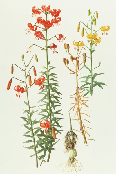 Lilium amabile de Raymond Booth