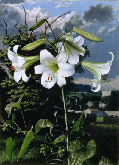 Lilium Emerald, c.1959 (óleo sobre tabla) de Raymond Booth