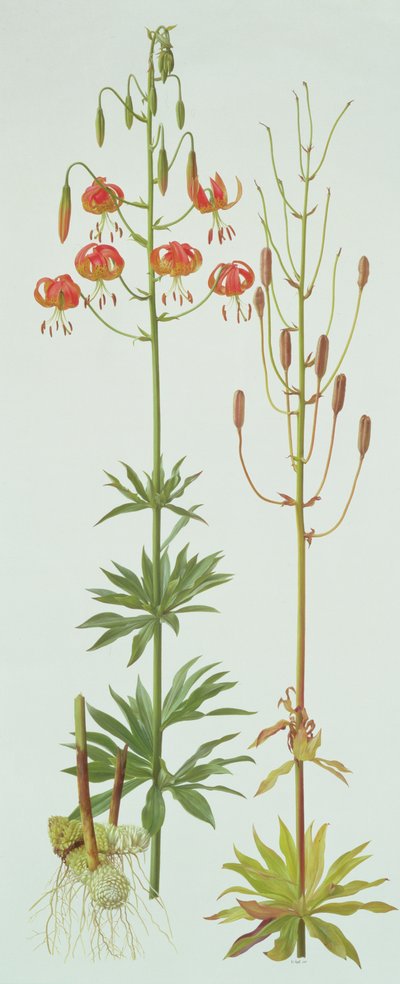 Lilium Pardalinum de Raymond Booth