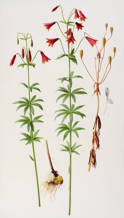 Lilium grayi de Raymond Booth