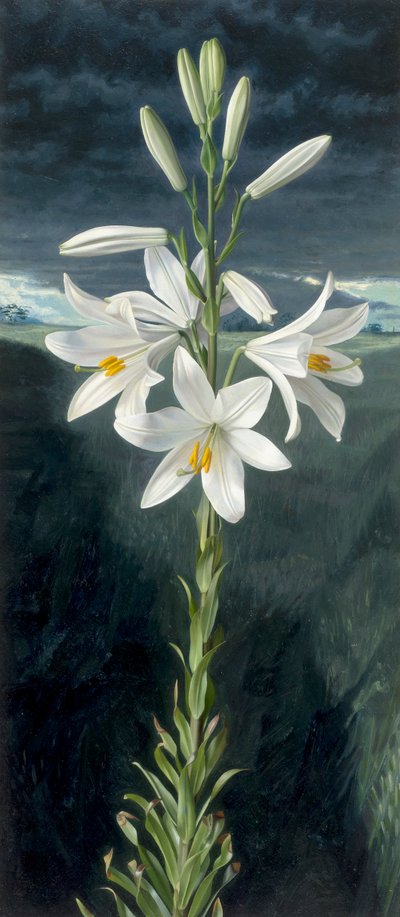 Madonna lily (óleo sobre tabla) de Raymond Booth