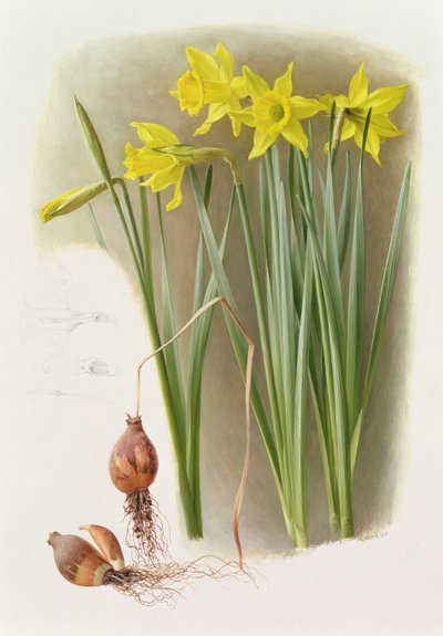 Narciso Hispánicas Bujei de Raymond Booth