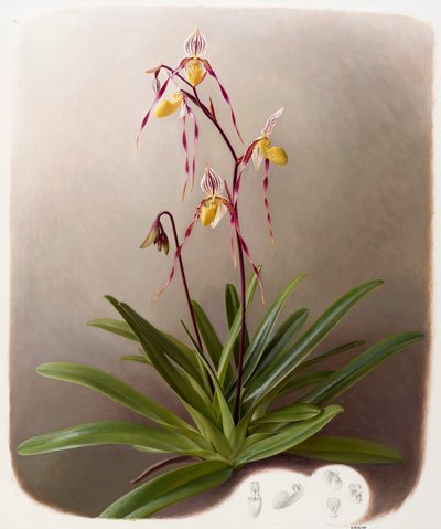 Orquídea de Raymond Booth