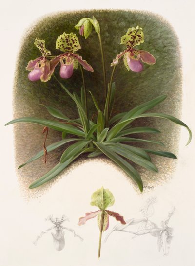 Paphiopedilium henryi (óleo sobre papel) de Raymond Booth