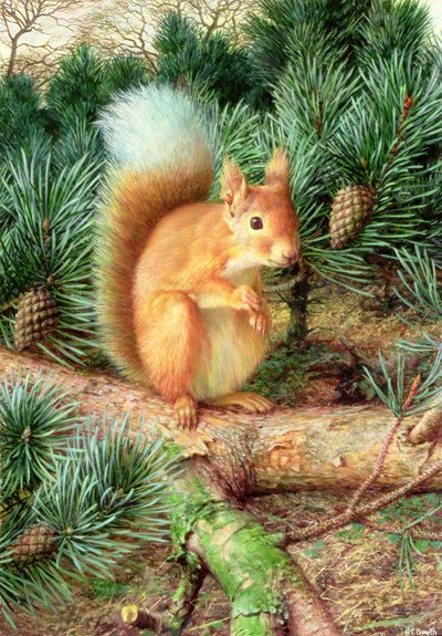 Ardilla roja de Raymond Booth