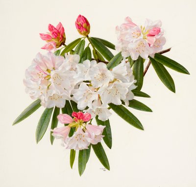 Rhododendron morii (óleo sobre papel) de Raymond Booth