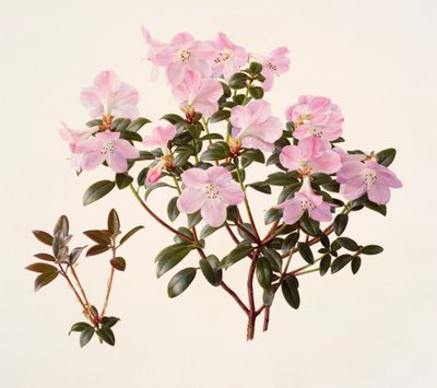 Rhododendron moupinense pink-flowered (óleo sobre papel) de Raymond Booth
