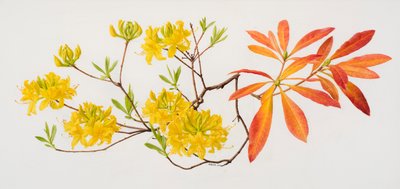 Rhododendron uteum (óleo sobre papel) de Raymond Booth