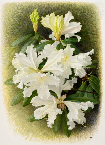Rhododendron veitchianum, 2004 (óleo sobre papel) de Raymond Booth