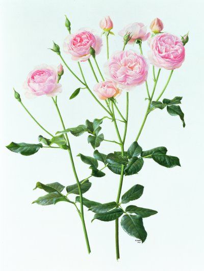 Rosa 