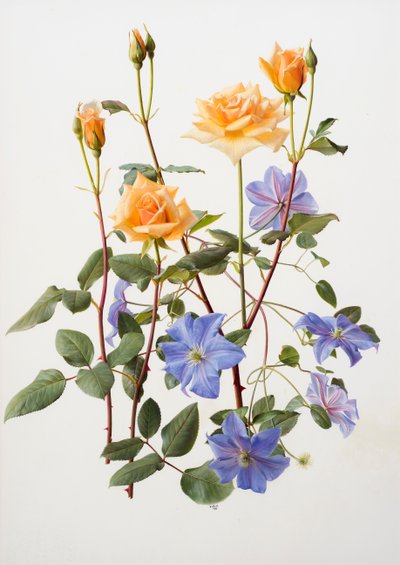 Rosa y clemátide de Raymond Booth