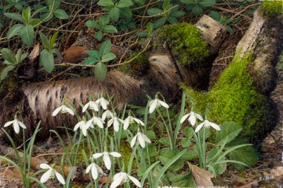 Snowdrops (óleo sobre tabla) de Raymond Booth