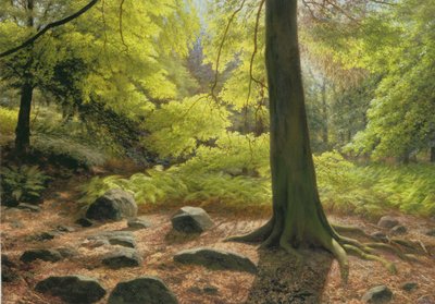Sol primaveral en el bosque de Adel de Raymond Booth