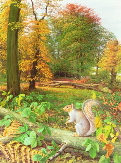 Ardilla en un árbol caído de Raymond Booth