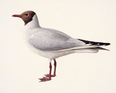 Estudio de una gaviota reidora (óleo sobre papel) de Raymond Booth