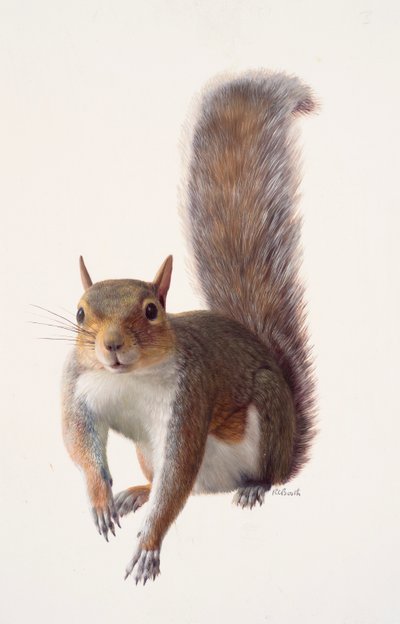 Estudio de una ardilla gris (óleo sobre papel) de Raymond Booth