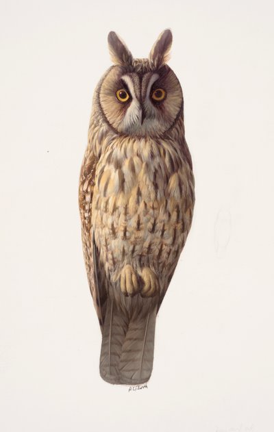 Estudio de un búho chico (óleo sobre papel) de Raymond Booth