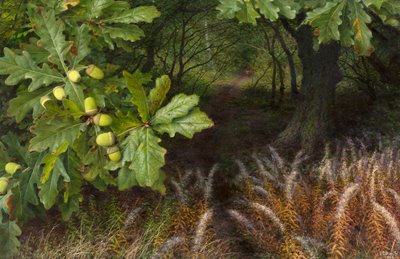 El camino hacia el bosque (óleo sobre tabla) de Raymond Booth