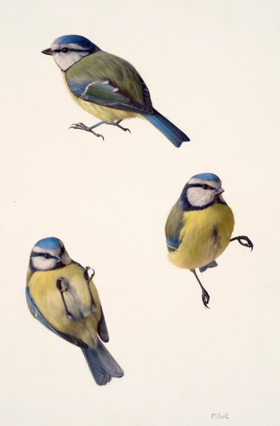 Tres estudios de un herrerillo común (óleo sobre papel) de Raymond Booth