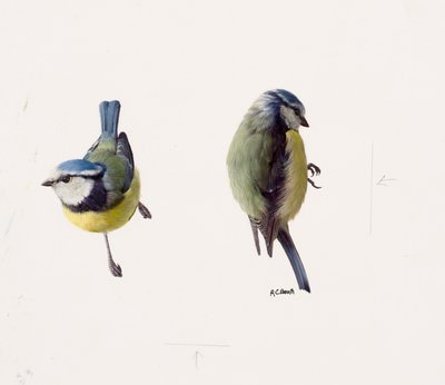 Dos estudios de un herrerillo común (óleo sobre papel) de Raymond Booth