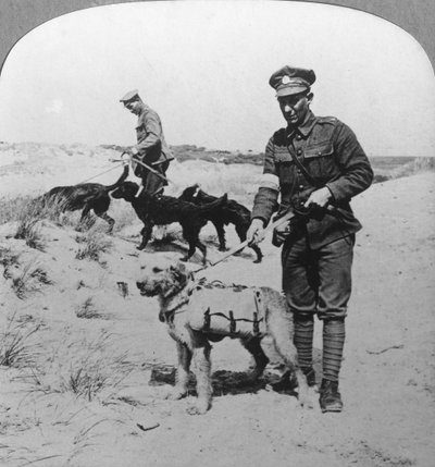 Perros de primeros auxilios, Primera Guerra Mundial, c1914-c1918 de Realistic Travels Publishers
