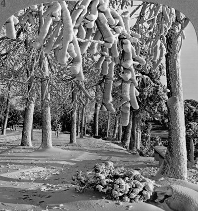 Escena de invierno, Goat Island, Cataratas del Niágara, Nueva York, EE.UU. de Realistic Travels Publishers