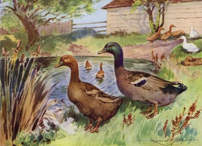 Ilustración para Mi granja (litografía en color) de Reginald Mills