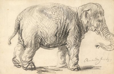 Un Elefante de Rembrandt van Rijn