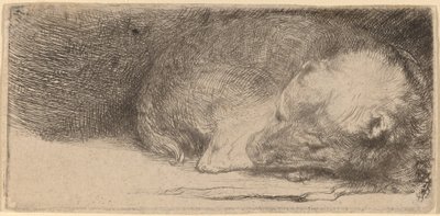 Cachorro durmiendo de Rembrandt van Rijn