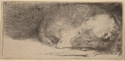 Cachorro durmiendo de Rembrandt van Rijn