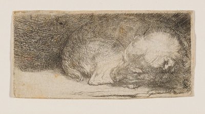 Cachorro dormido de Rembrandt van Rijn