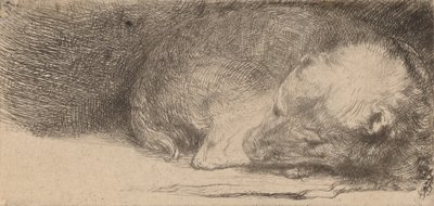 Cachorro durmiendo de Rembrandt van Rijn