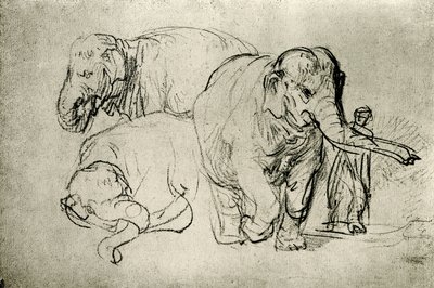 Estudio de elefantes de Rembrandt van Rijn