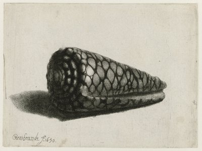 La Concha (Conus marmoreus) La cáscara de Rembrandt van Rijn