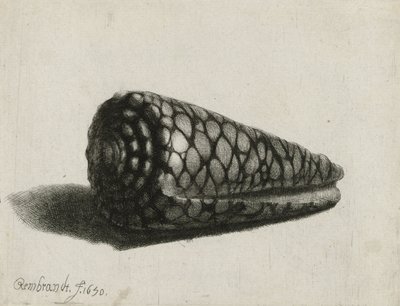 La concha (Conus marmoreus) (1650) de Rembrandt van Rijn